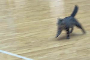 名场面！哈基咪误入赛场下快攻😸网友质疑CBA安保暴力驱赶！